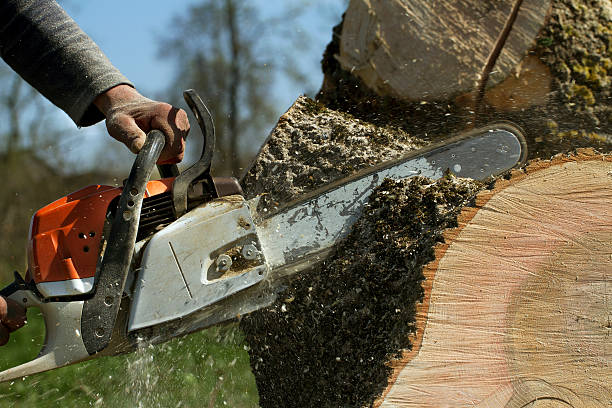 Emergency Storm Tree Removal in Shorewood Tower Hills Harbert, MI